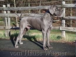 Adel Vom Hause Wagner