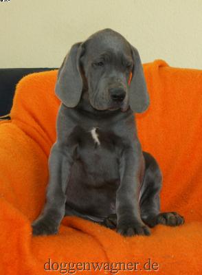 Azad Vom Hause Wagner