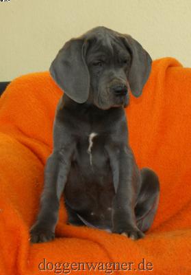 Aruja Vom Hause Wagner