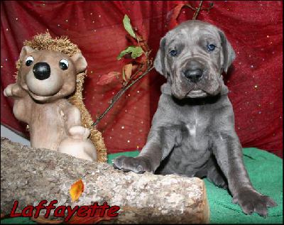 Laffayette Von Blue Ground