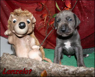 Lanzelot Von Blue Ground