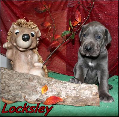 Locksley Von Blue Ground