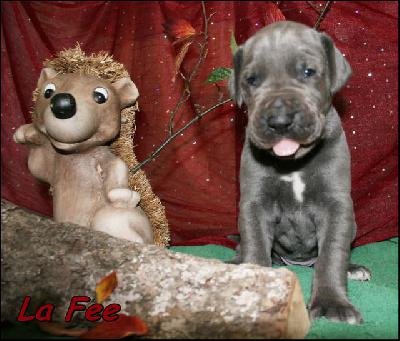 La Fee Von Blue Ground