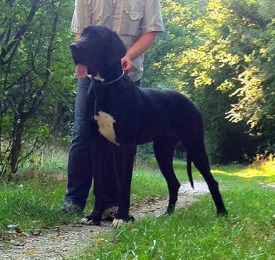 Lakritze vom Knigsland