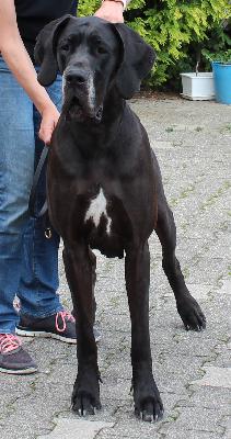 Ayuna Von Blue Ebony