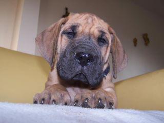 Duke Vom Hause Kaufmann