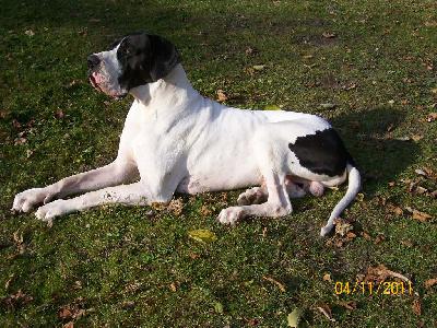 Orion vom Bj�rndal