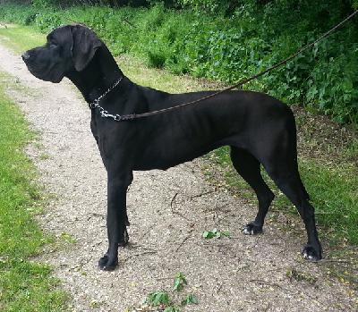 Fetisch vom Waldfrieden