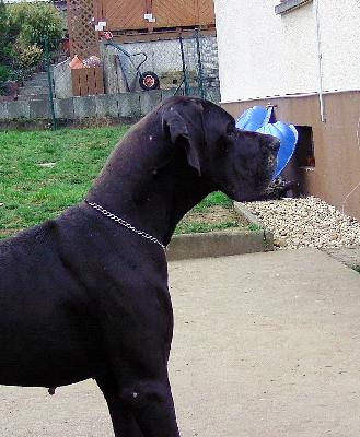 Filina-Cherrie vom Waldfrieden