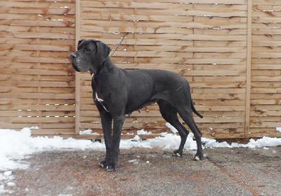 Filina-Cherrie vom Waldfrieden