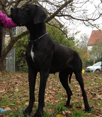 Ch Elina Von Den Elf Quellen