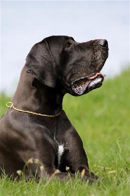 Ch Elina Von Den Elf Quellen