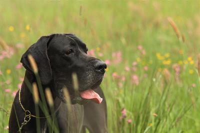 Ch Elina Von Den Elf Quellen
