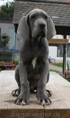 Ch Benji Vom Hause Wagner