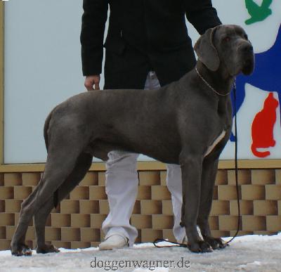 Ch Benji Vom Hause Wagner