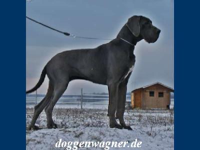 Ch Bellissima Vom Hause Wagner