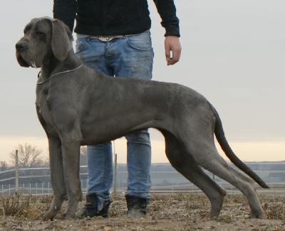 Bifi Vom Hause Wagner