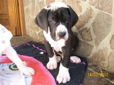 Ferfried VON BAVARIA A.M.