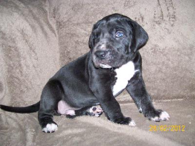 Fango VON BAVARIA A.M.