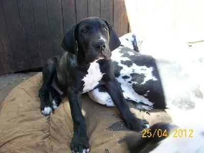 Fango VON BAVARIA A.M.