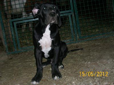 Fango VON BAVARIA A.M.