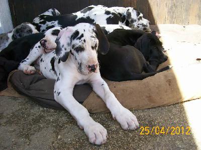 Forte VON BAVARIA A.M.