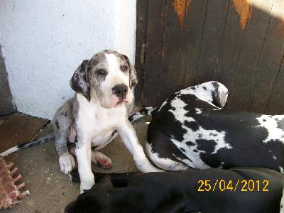 Felize VON BAVARIA A.M.