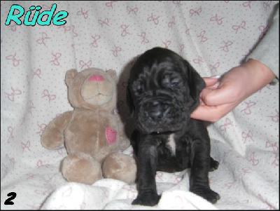 Natcho Von Blue Ground