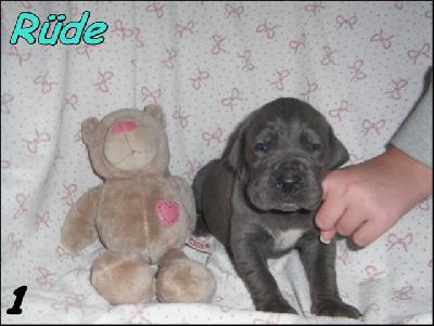 Nosferatu Kone Von Blue Ground