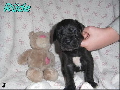 Nelson Von Blue Ground