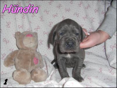 Nike Von Blue Ground