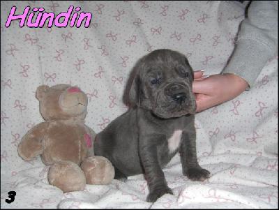 Nuestra Lilly Von Blue Ground