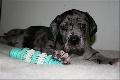 Momo Von Blue Ground