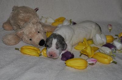 AMME2012021105 Singularis