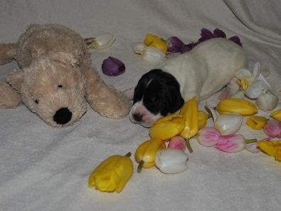 Cassiopeia Singularis