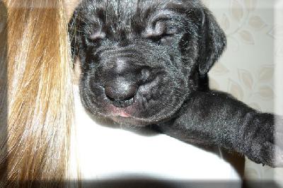 Janoush Von Der Domaine Hohlenfels