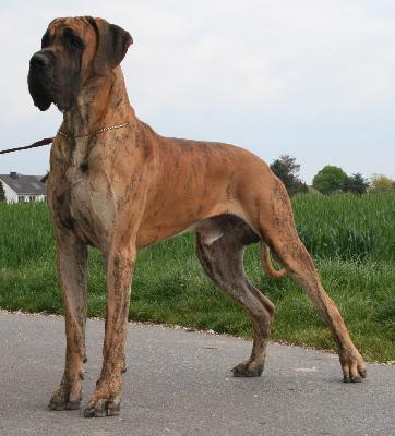 Tut-Ench-Amun VOM HAUS TIEFENBACH