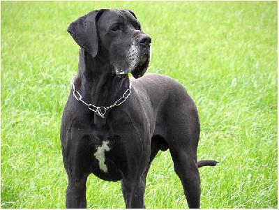 Balthasar VON BAVARIA A.M.