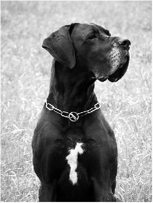 Balthasar VON BAVARIA A.M.