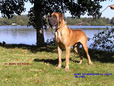 Aloes des Brumes de la Valle du Cher