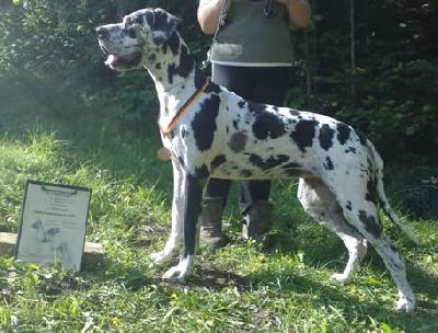 Amber VON BAVARIA A.M.