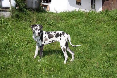 Amber VON BAVARIA A.M.