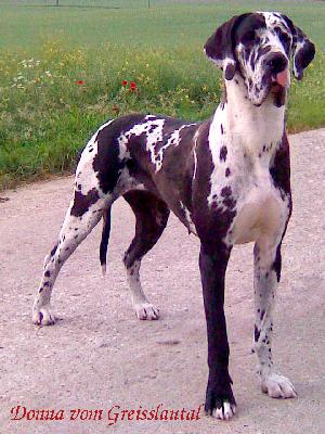 Donna vom Greisslautal