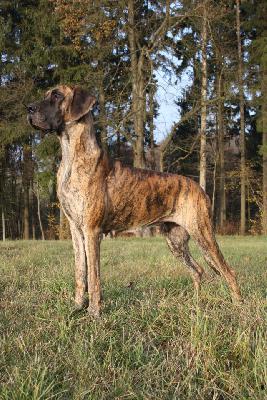 Ch Romantica del Piccolo Jigo