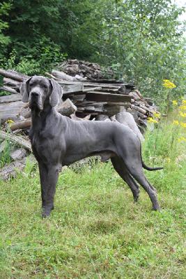 Al Capone of Blue Diablo