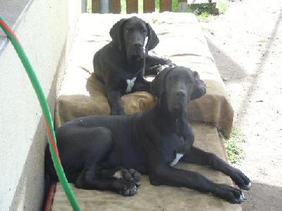 Back in Black Vom Mephisto