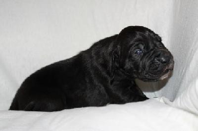 Back in Black Vom Mephisto