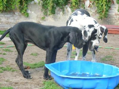 Black Crystal Vom Mephisto