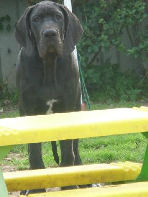 Black Crystal Vom Mephisto