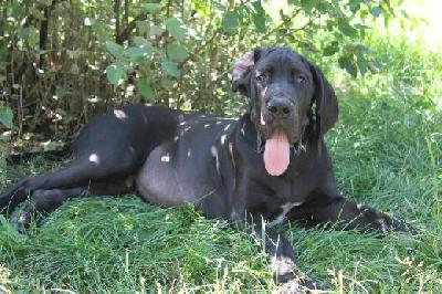 Black Crystal Vom Mephisto